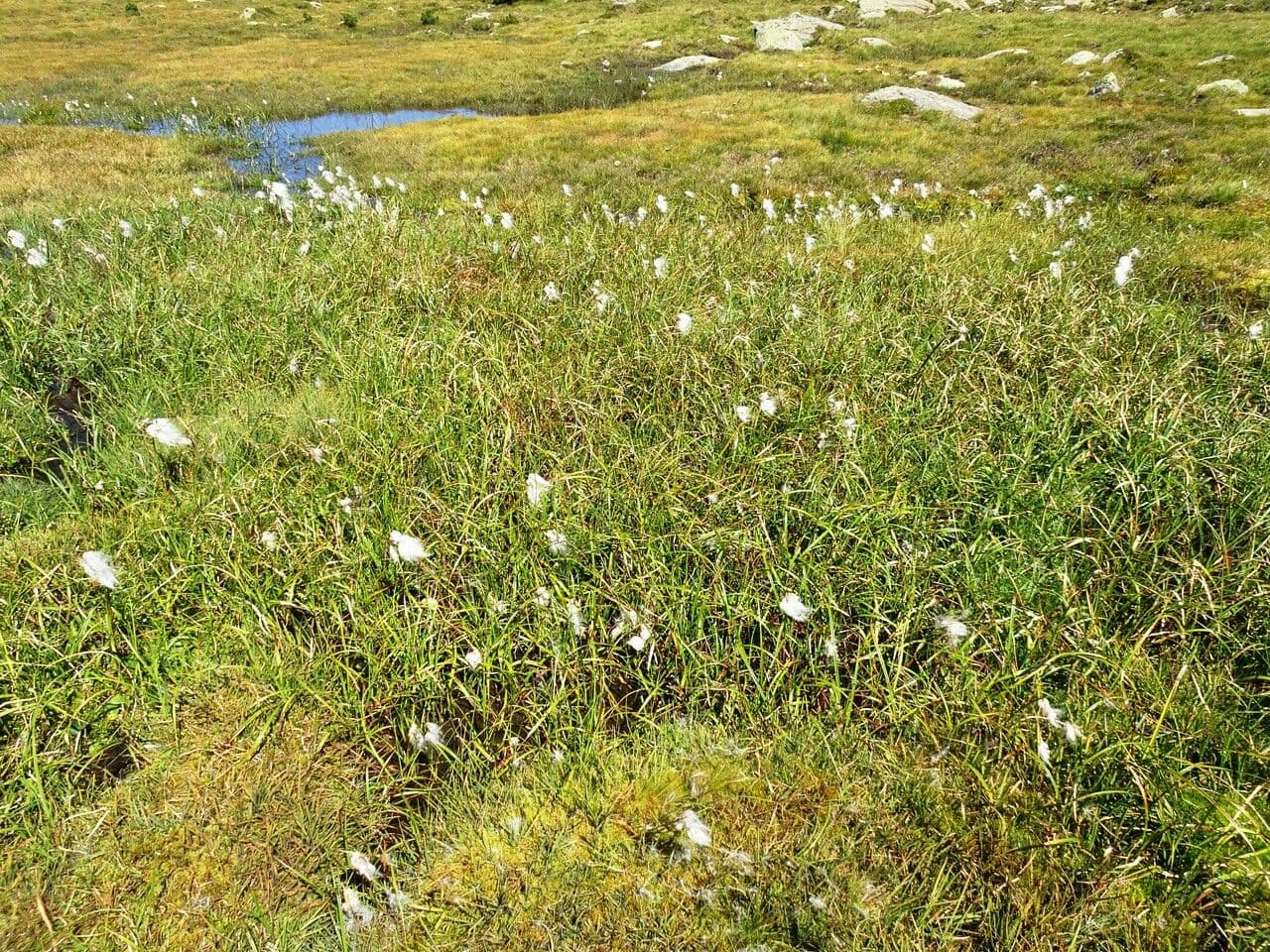 Schmalblättriges Wollgras 11