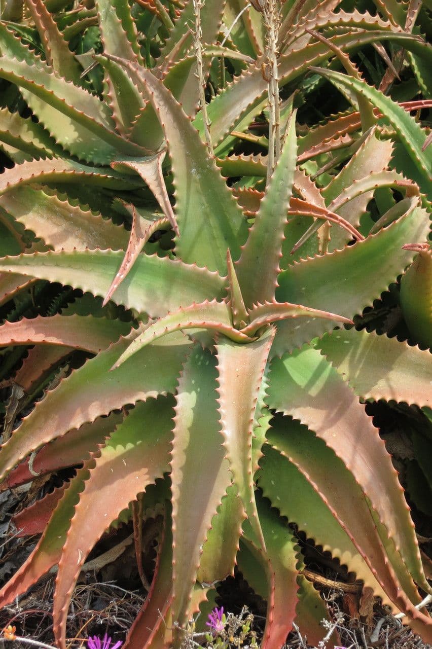 Aloe 8