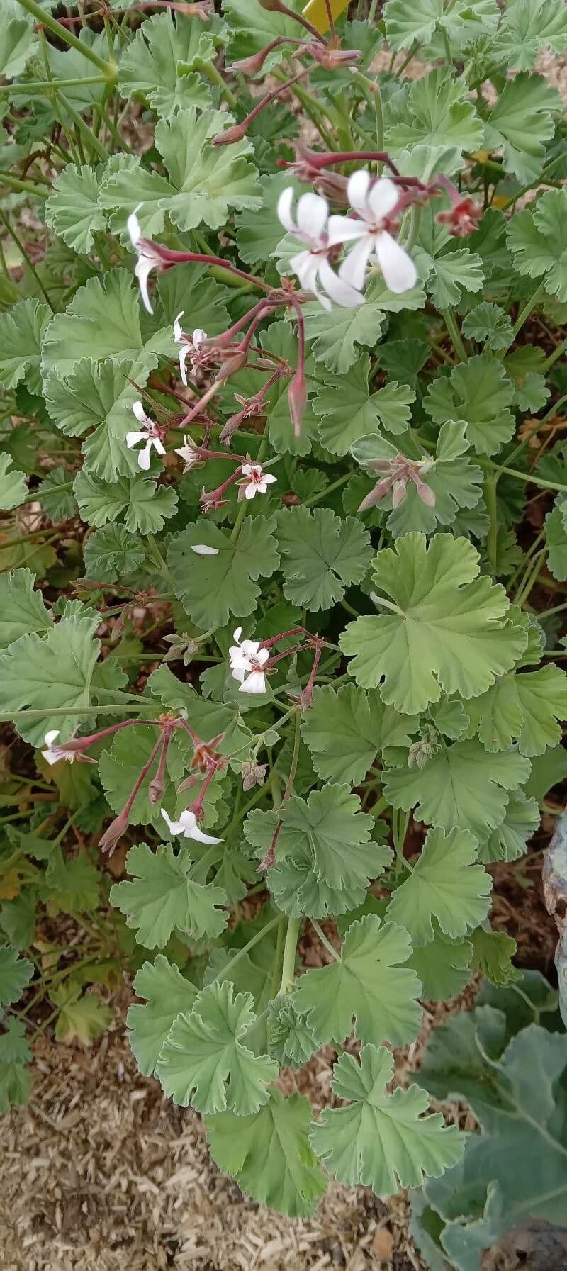 Geranium 7