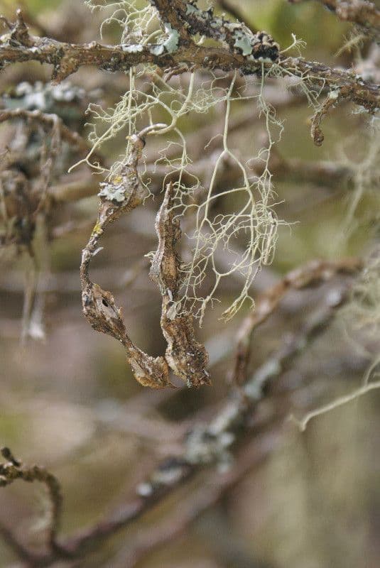 Sophora denudata