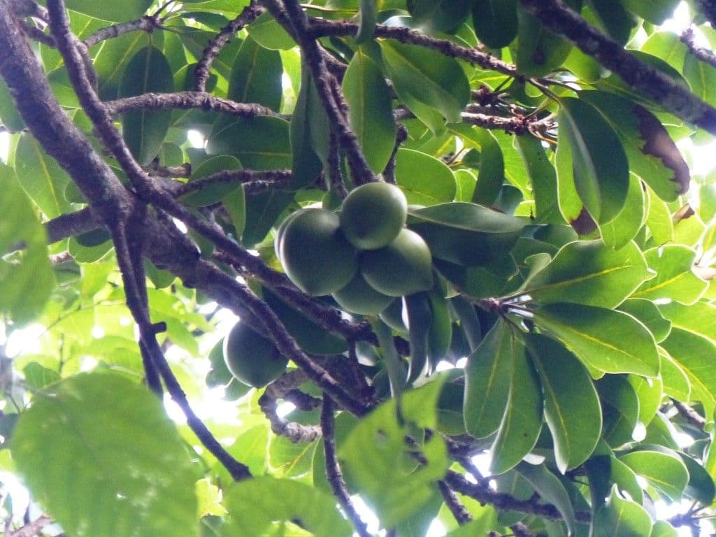 Pichonia 5