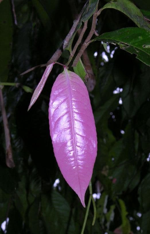 Sacoglottis 4