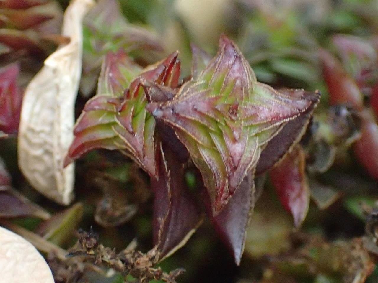 Crassula 4