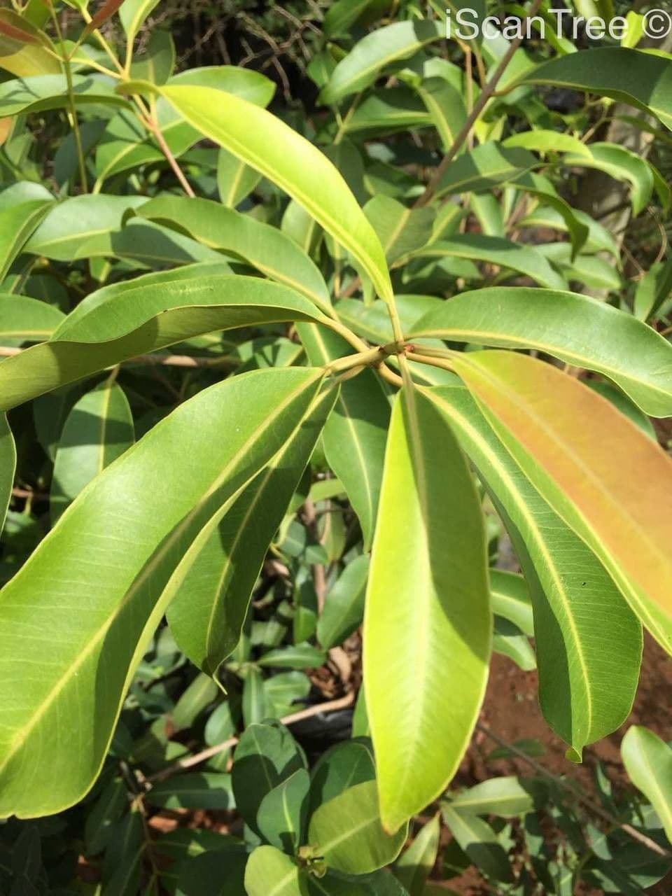 Syzygium guineense 12
