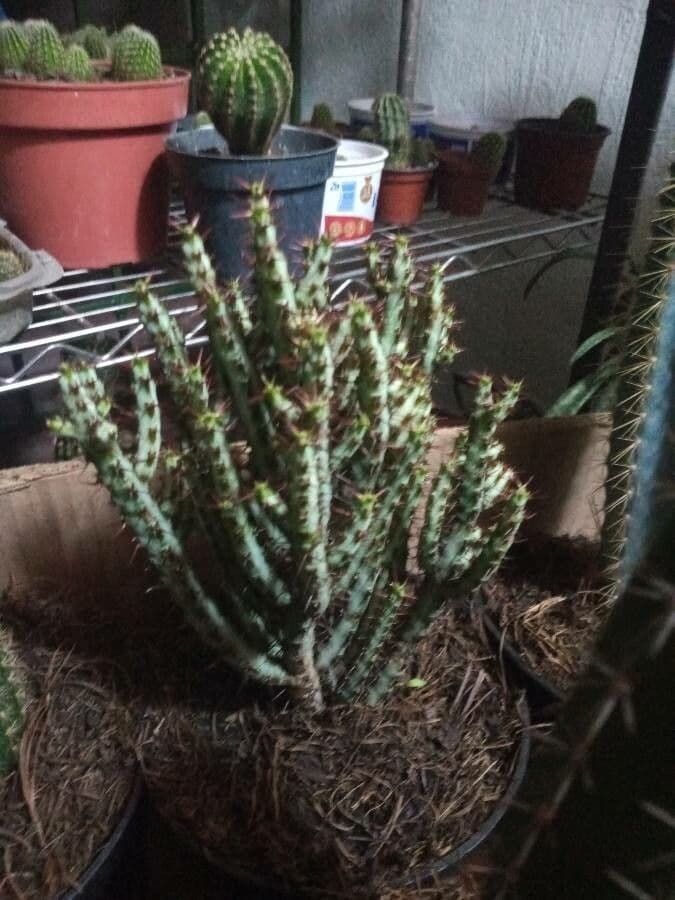 Euforbia verdastra 4