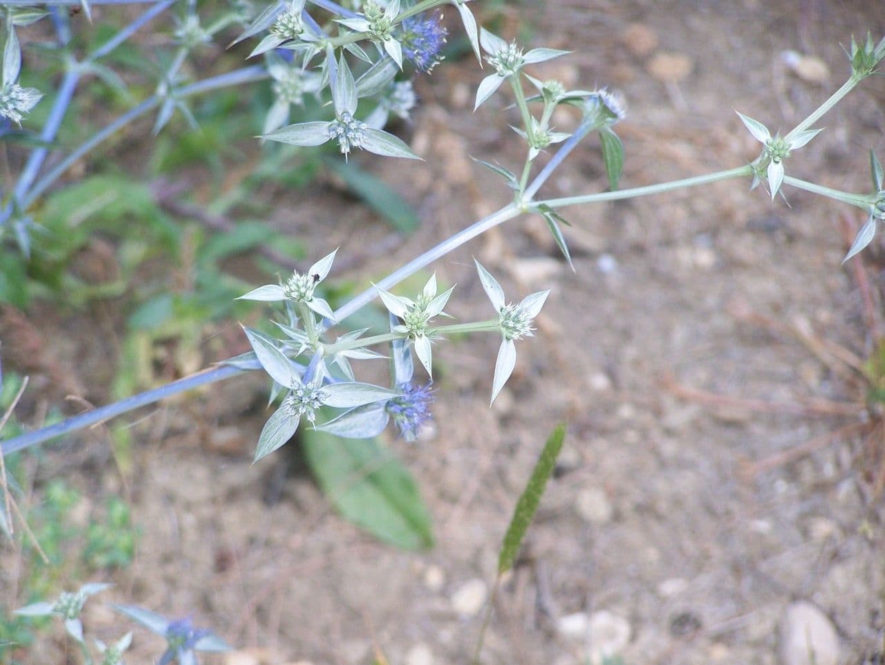Carcamona 4