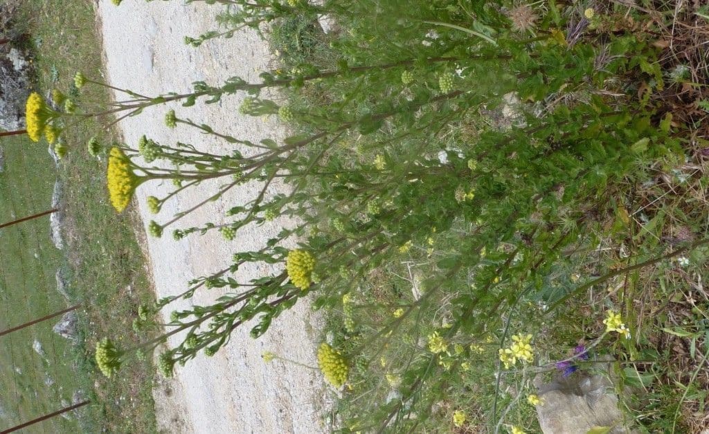 Achillea 11