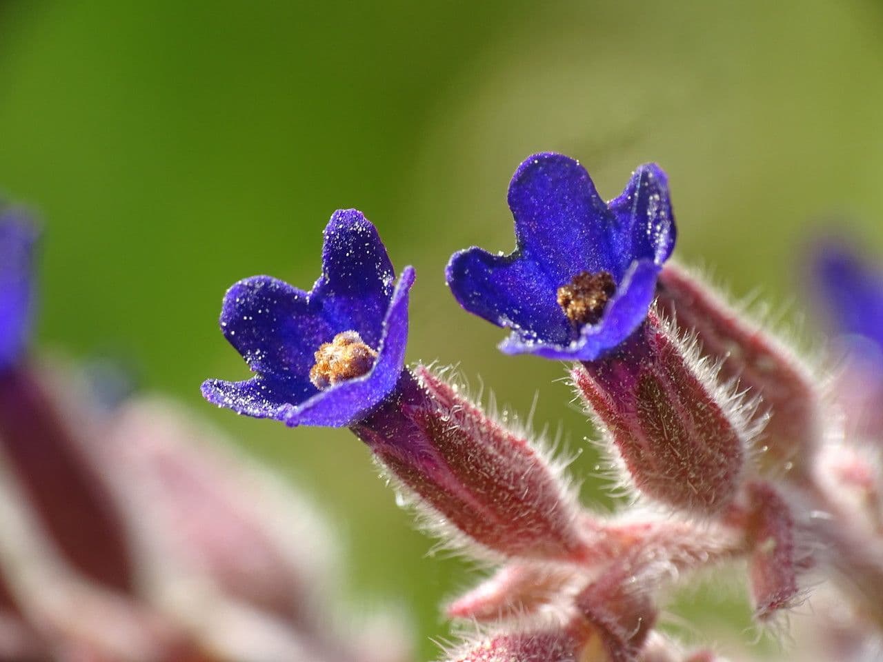 Buglossoide ondulata 7