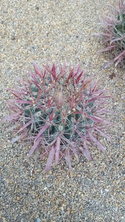 Cactus a botte uncino 17