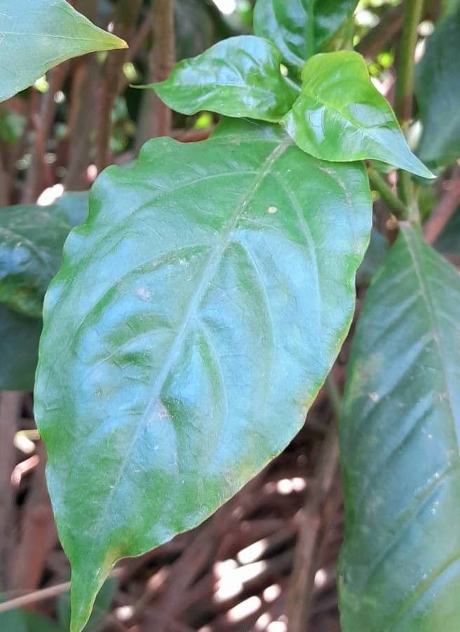 Odontonema tubaeforme 13