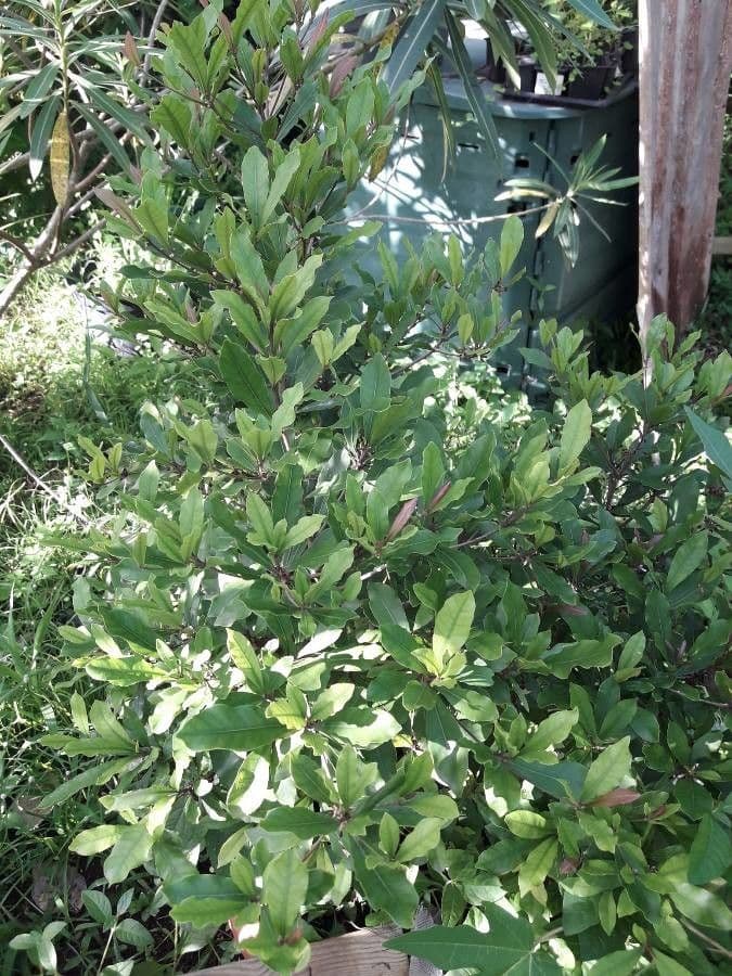 Synsepalum 12