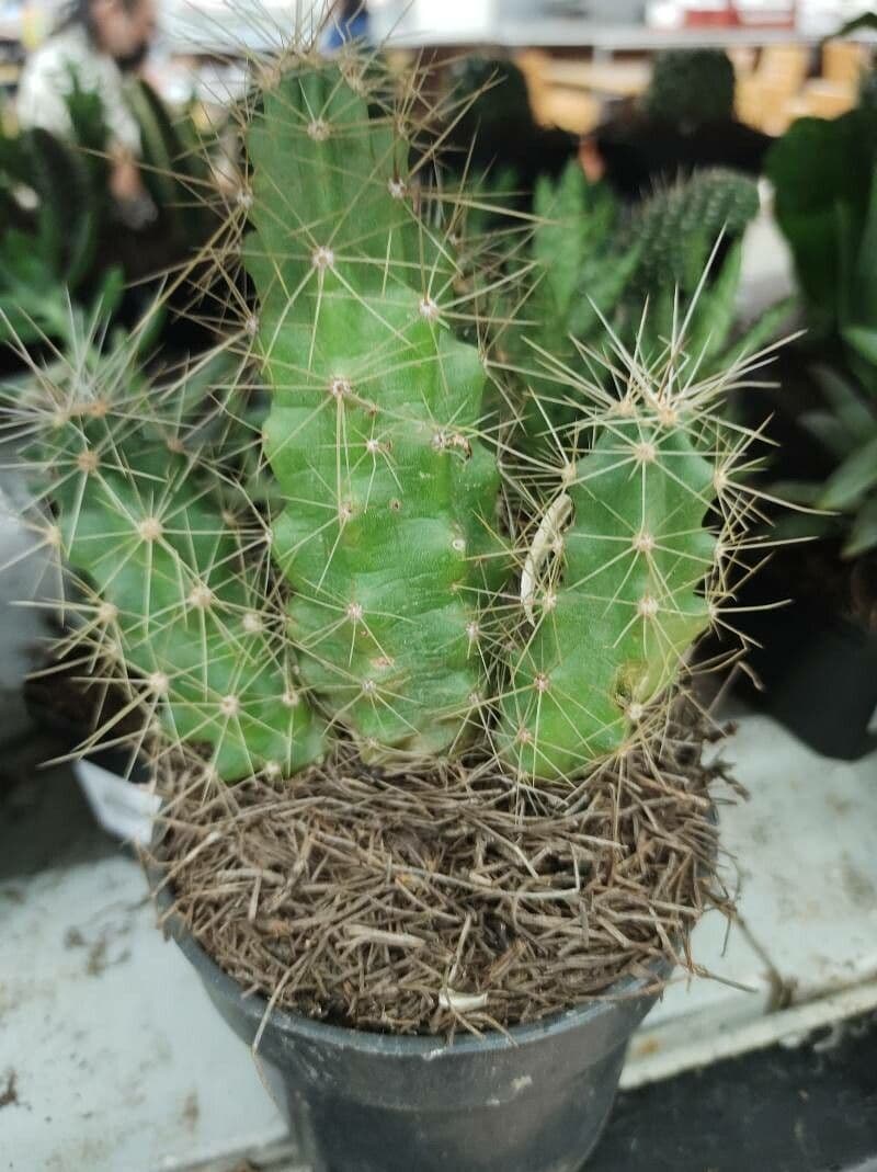 Echinocereus cinerascens 5