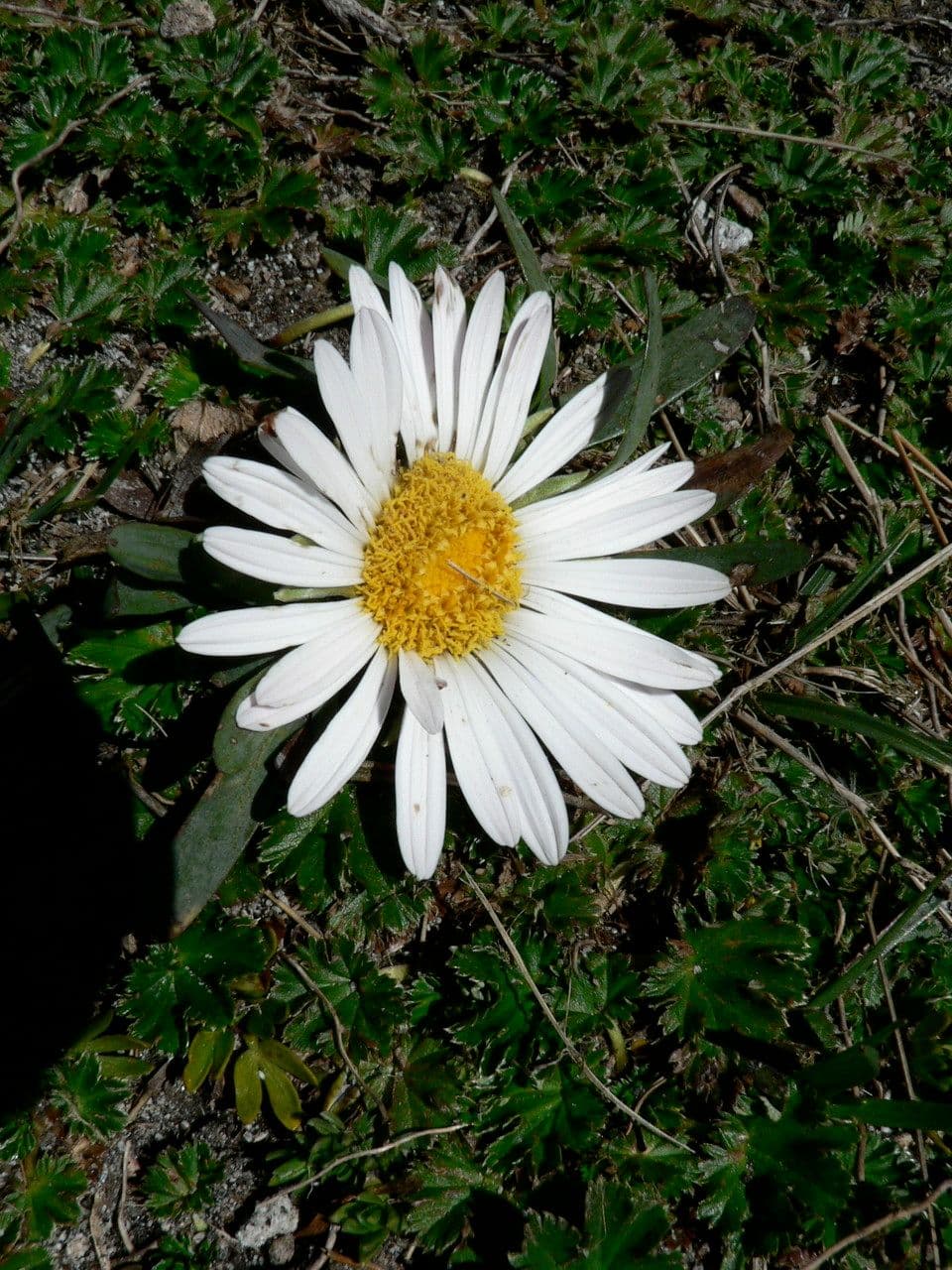 Werneria 5