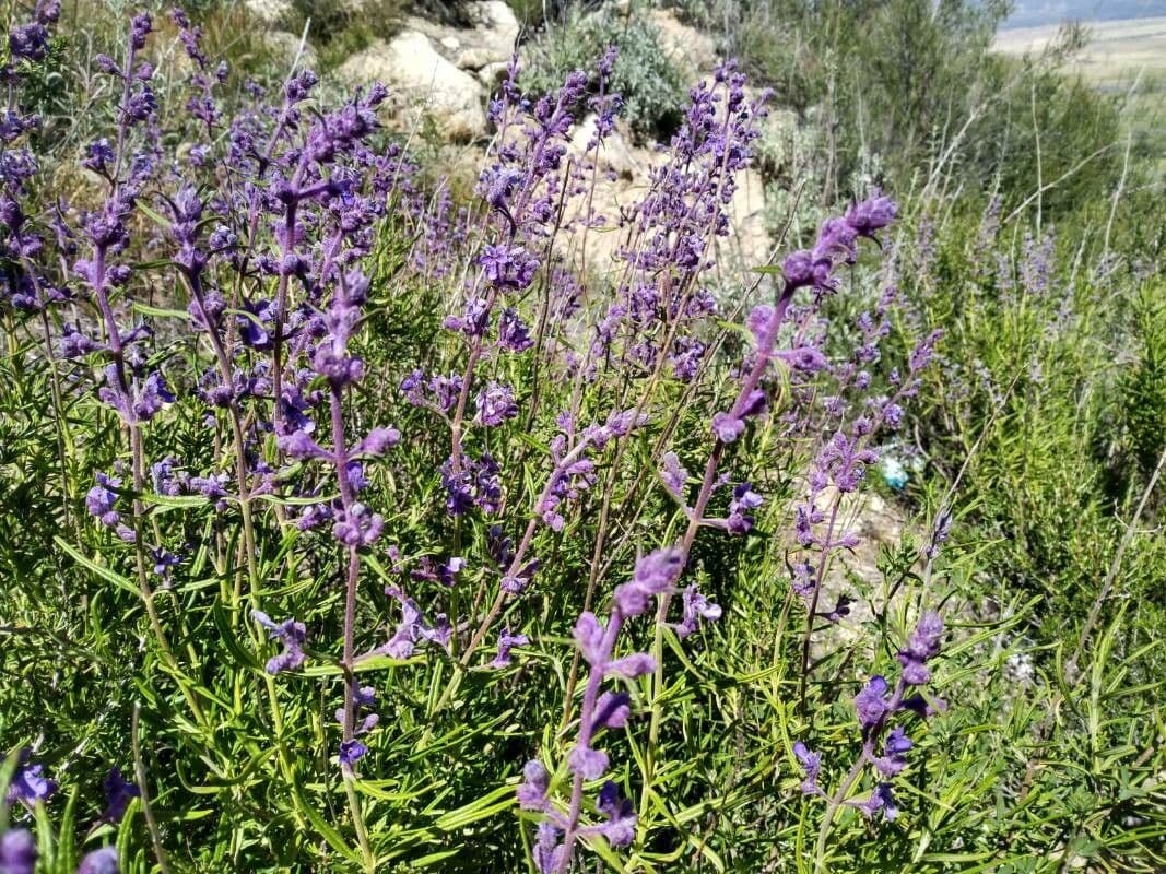 Trichostema 5