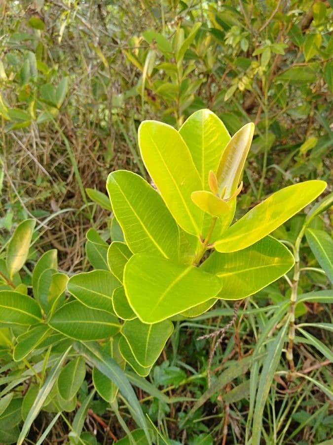 Syzygium 2