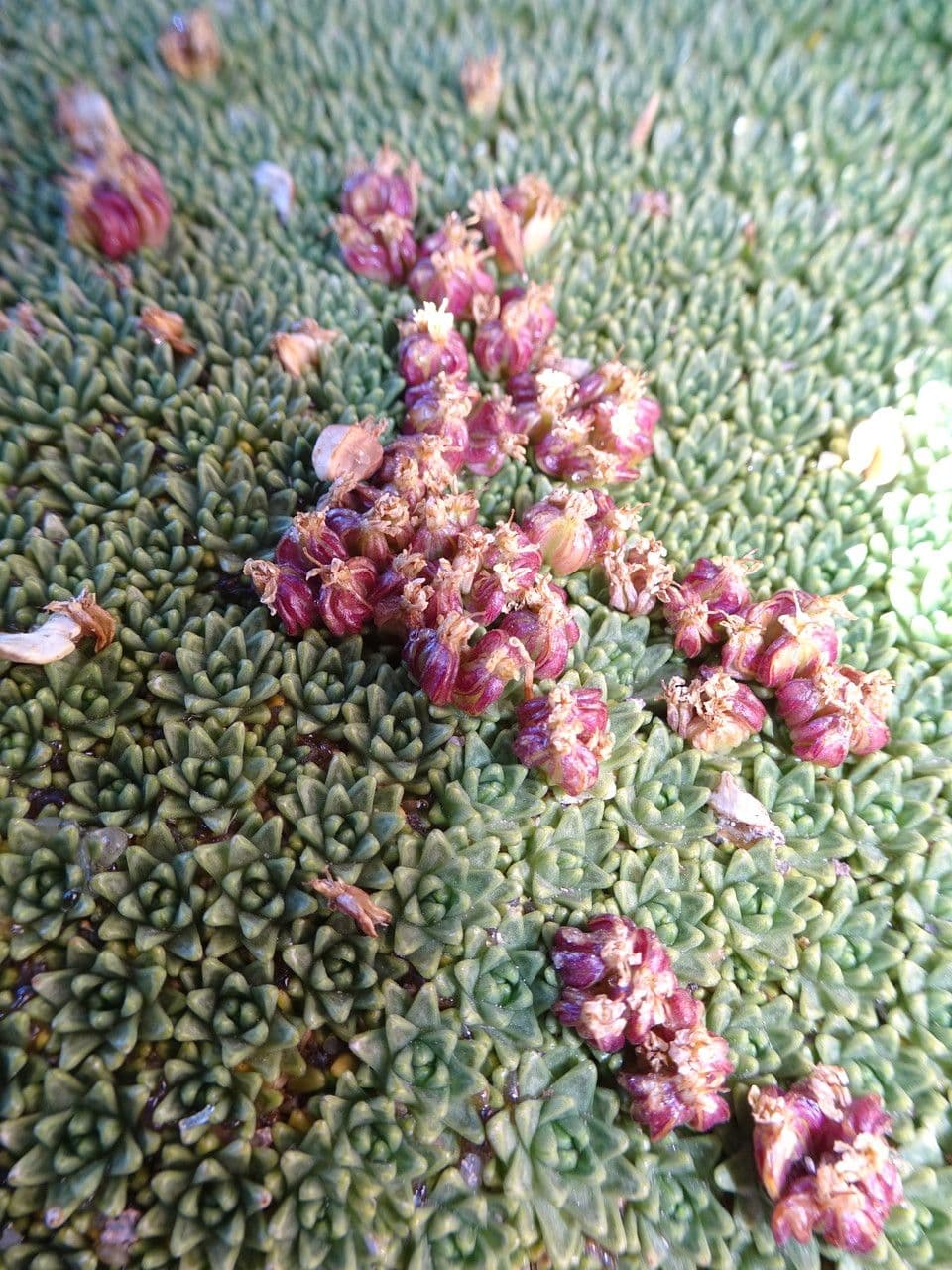 Azorella 2