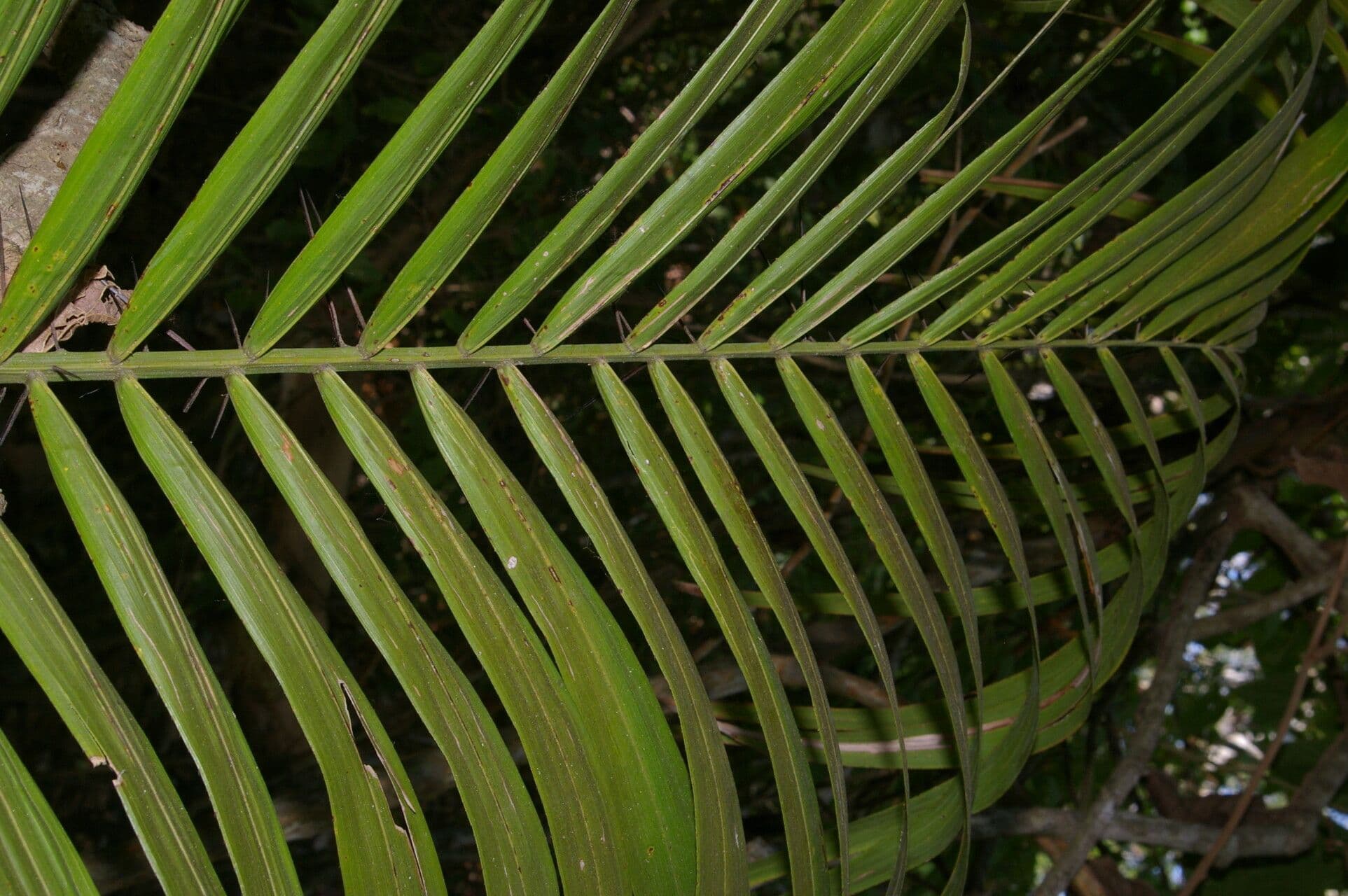 Große Bactris-Palme 8