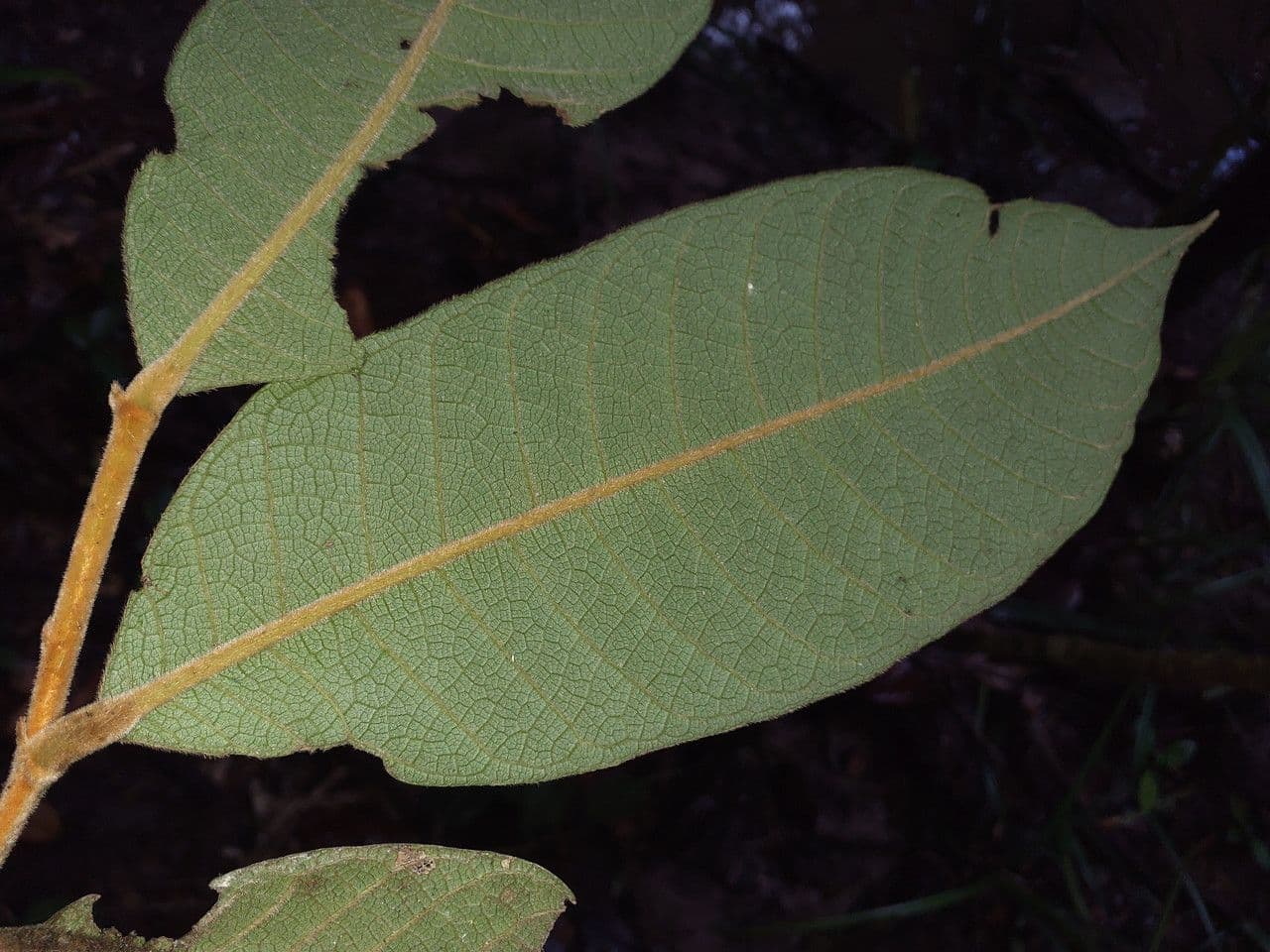 Drüsen-Hirtella