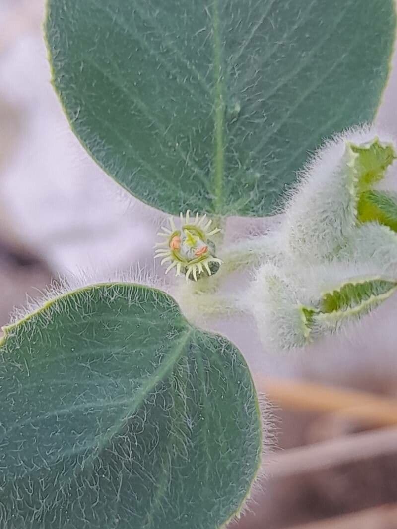 Petiolate Spurge 4