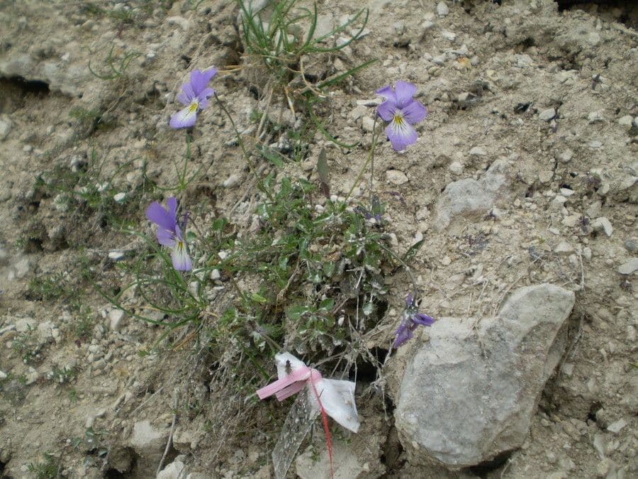Viola aspra 9