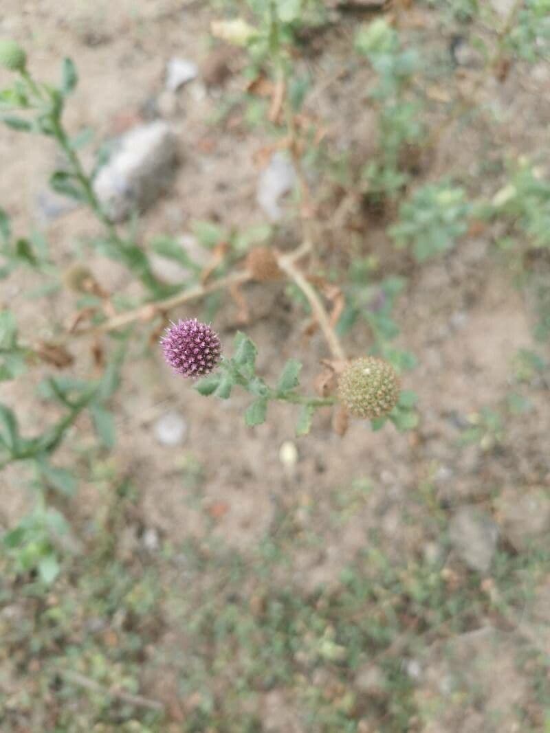 Sphaeranthus 2
