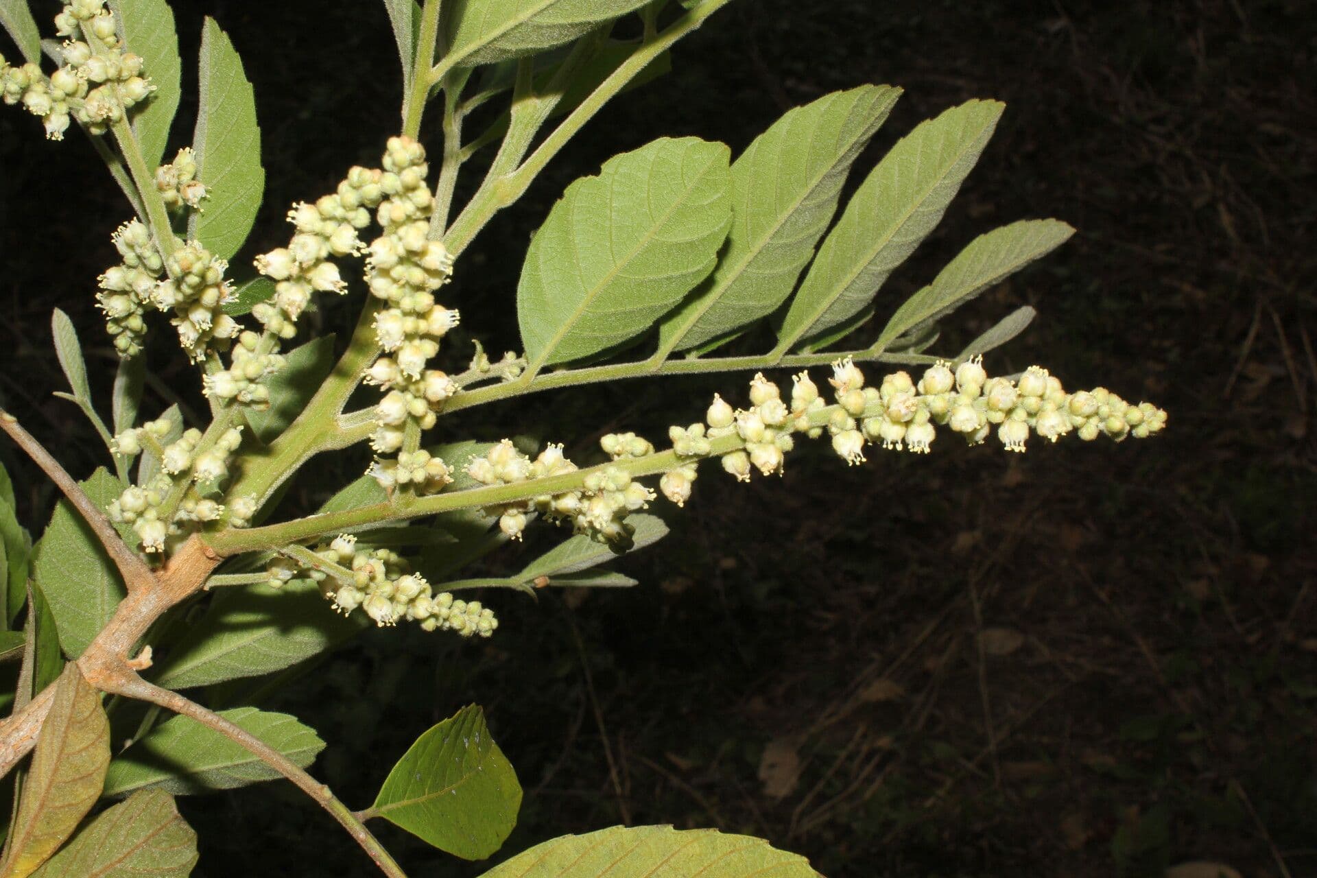 Cupania guatemalense 6