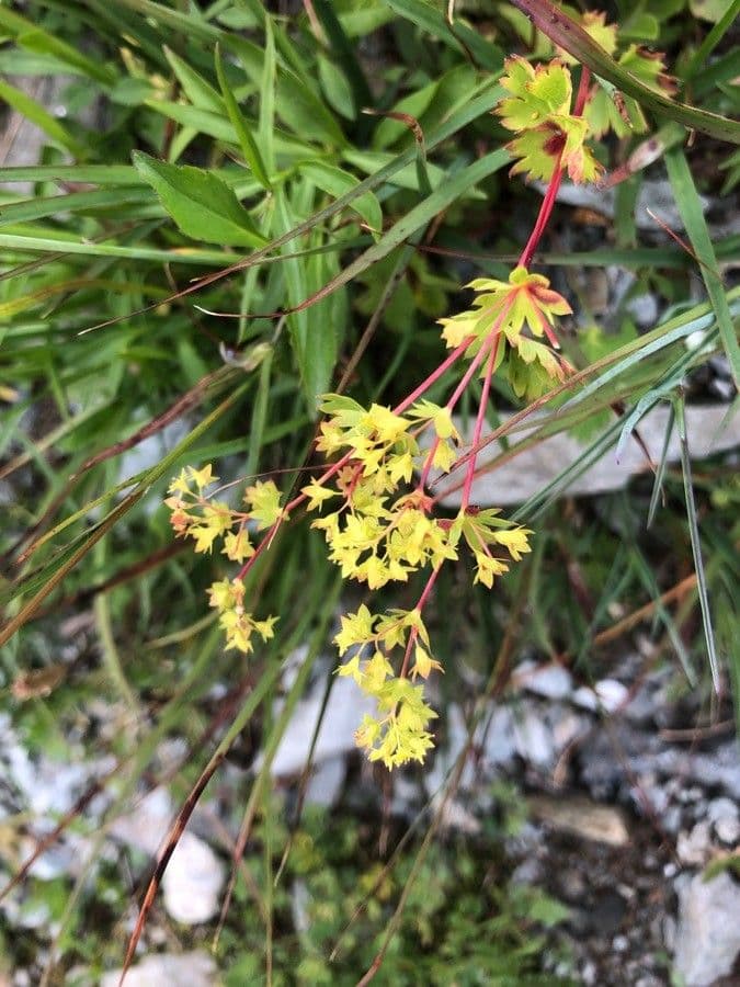 Alchemilla fissa 3