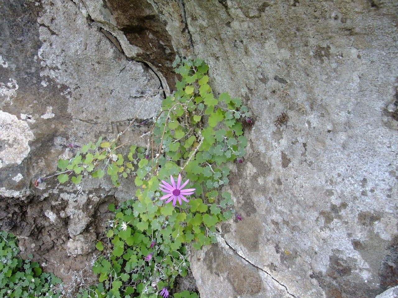 Pericallis 9