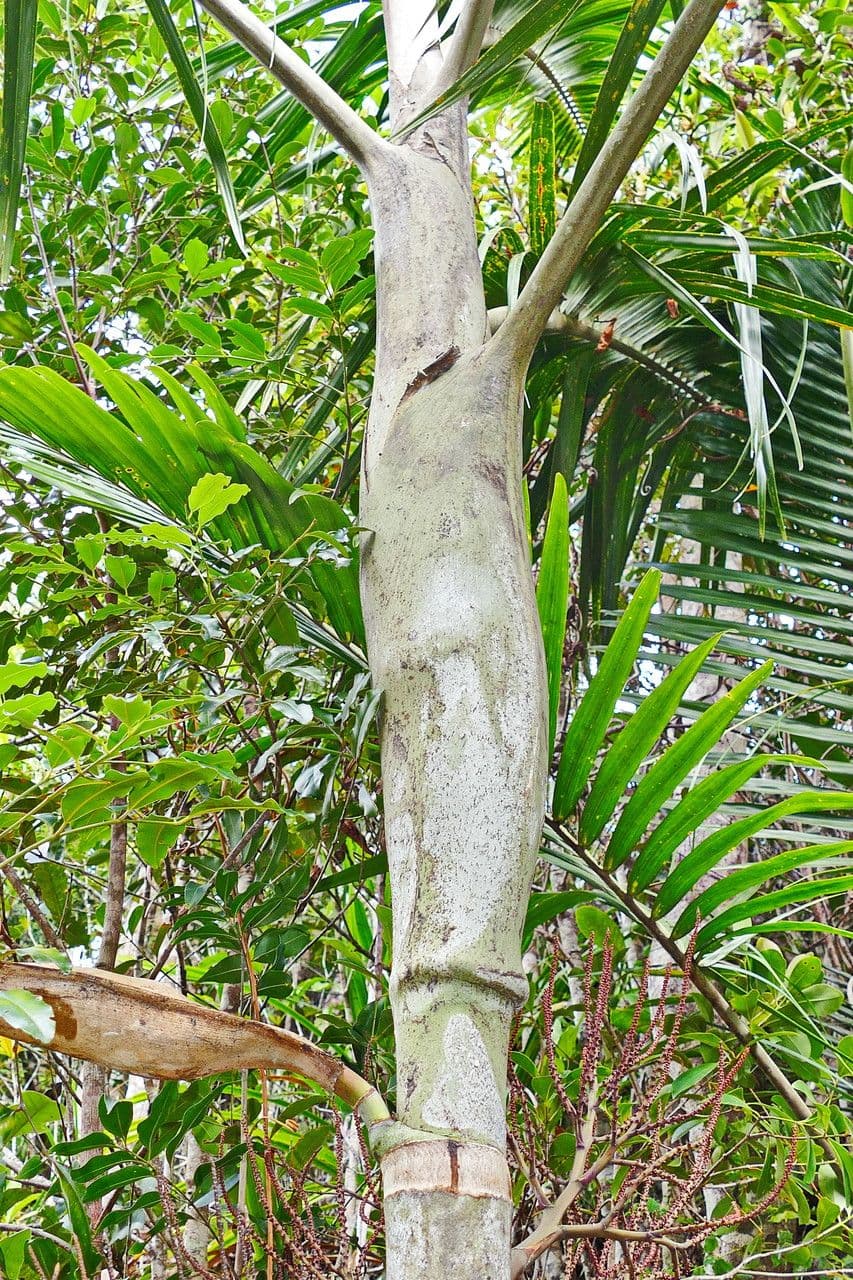 Clinosperma 13