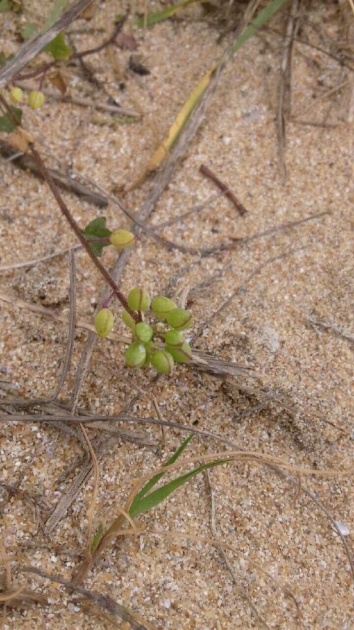 Coclearia danese 3
