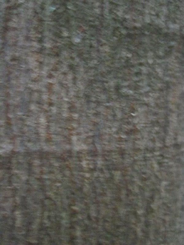 Thyrsodium 8