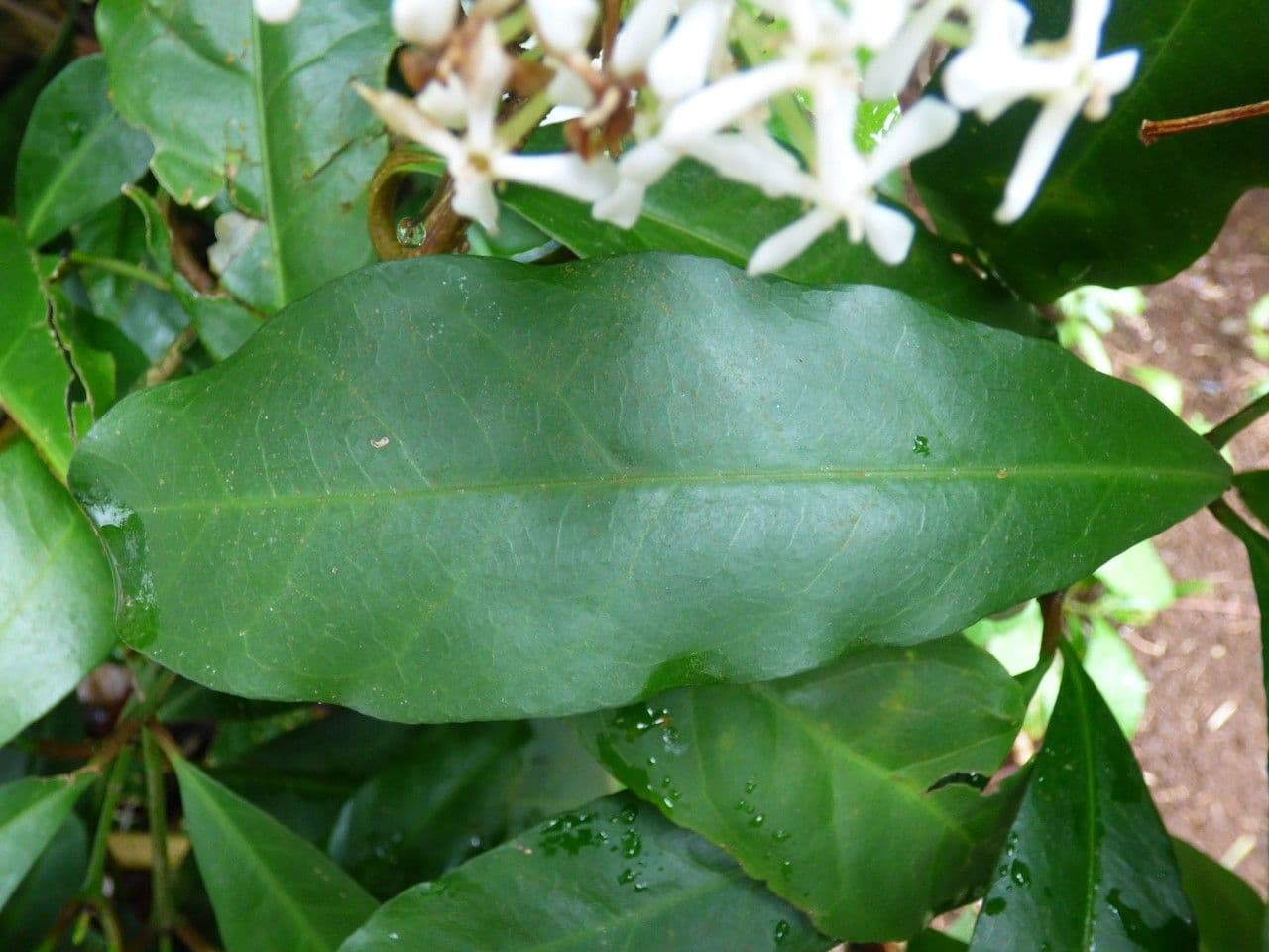 Ixora 16