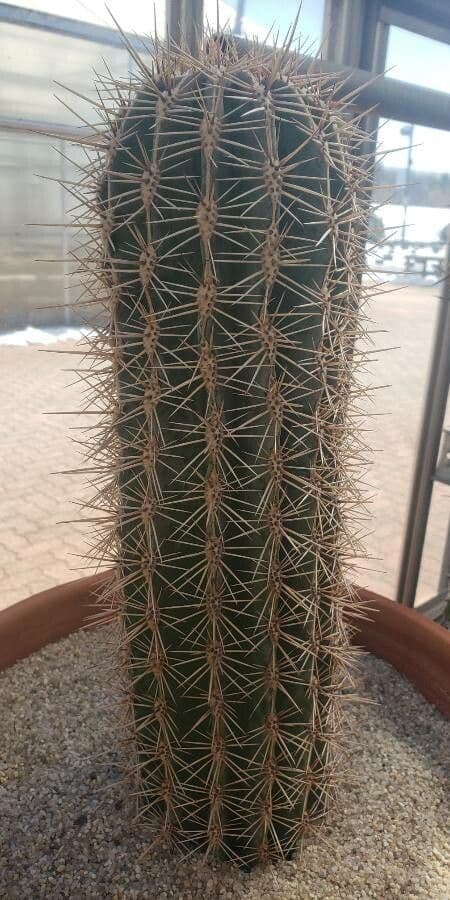Sahuaro 14