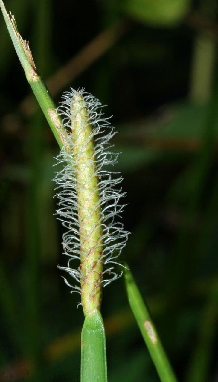 Eleocharis interstincta 2