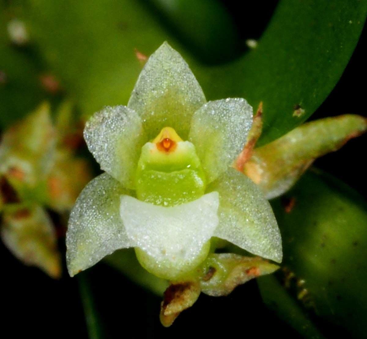 Appendicula 5