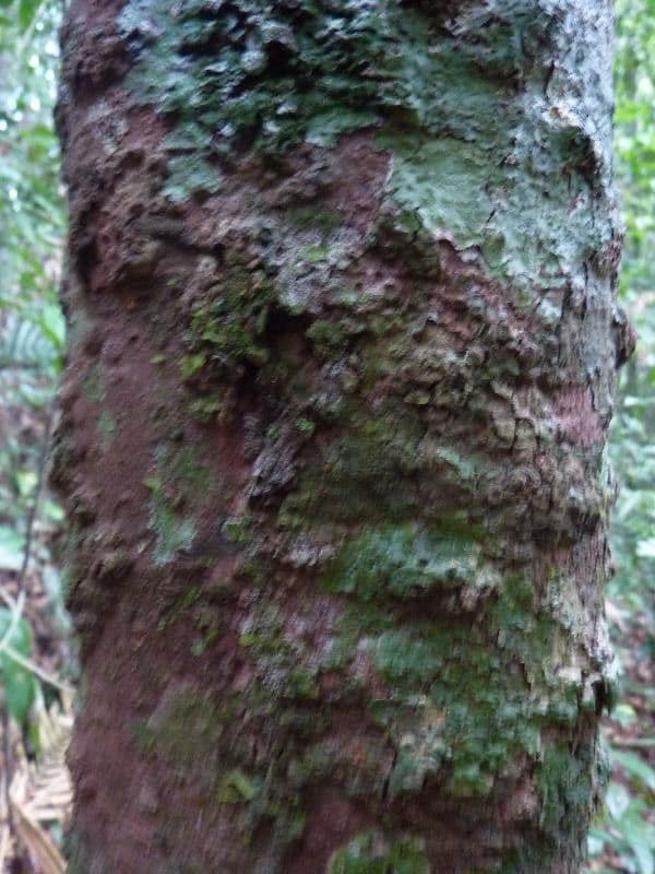 Pourouma 2