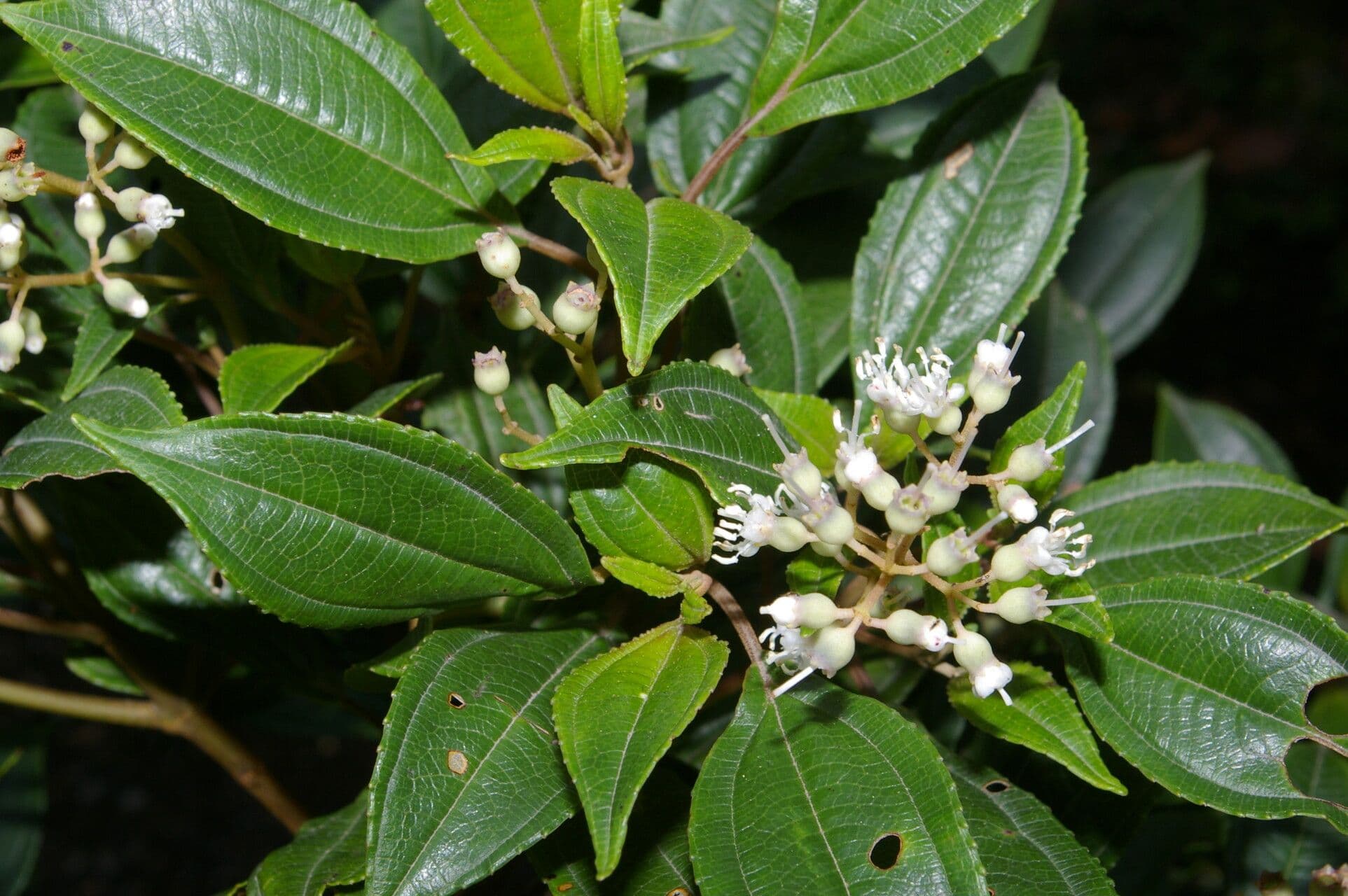 Miconia 3