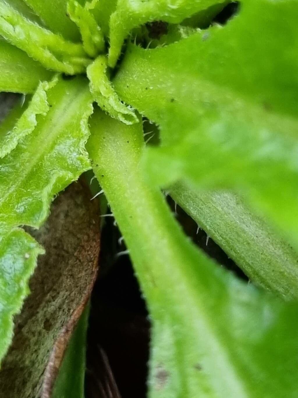 Margherita selvatica 19