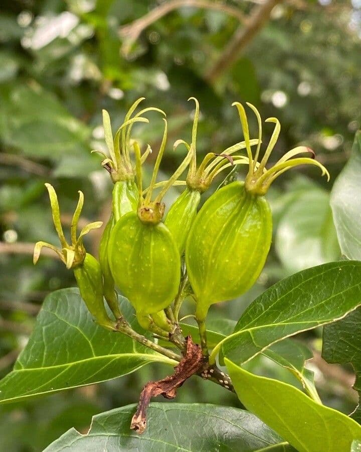 Kutarea 3