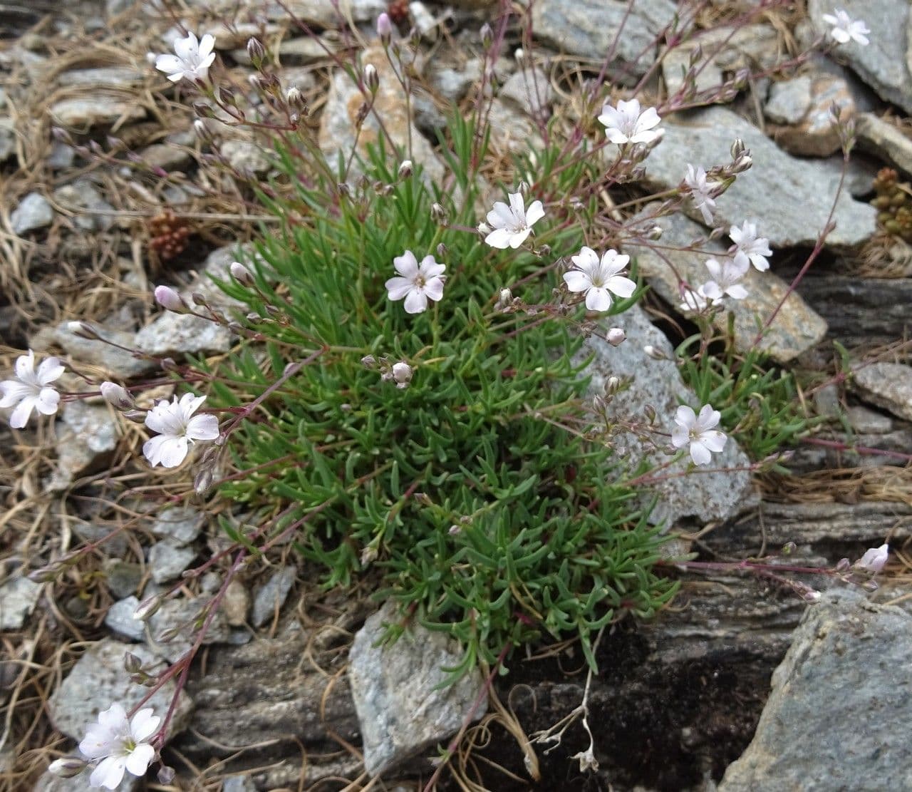 Silene saxifraga 21