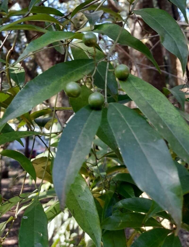 Cordia 2