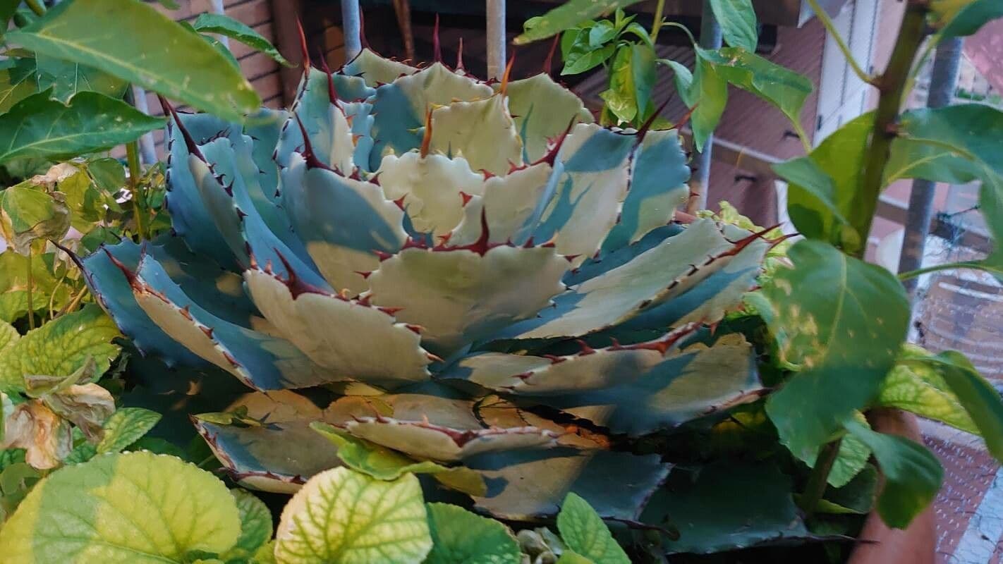 Agave 3