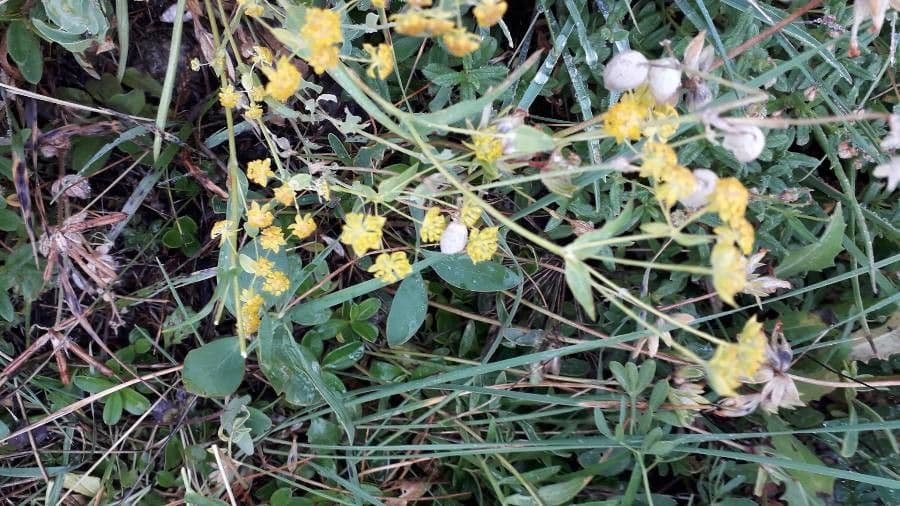 Bupleuro ranuncoloide 25