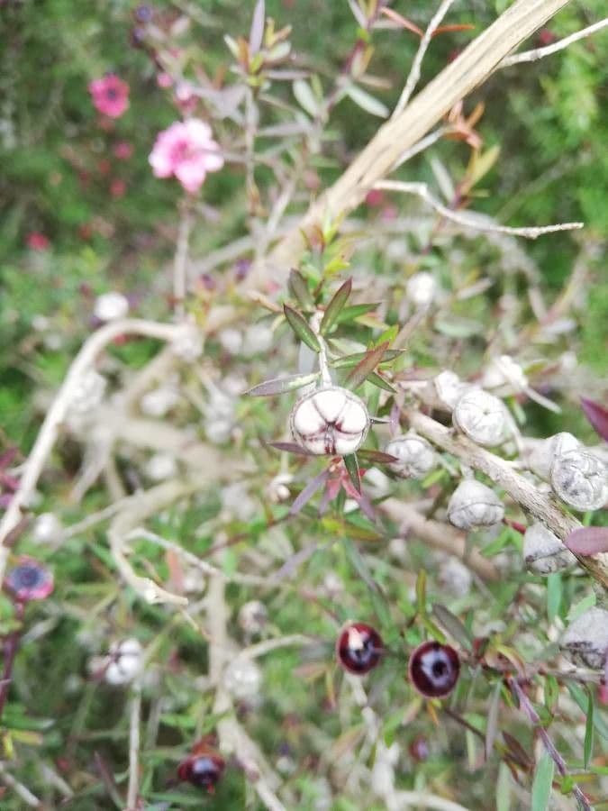 Manuka 3