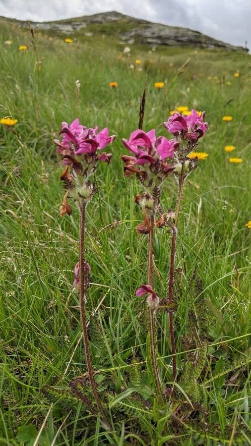 Pedicularis cenisia 3