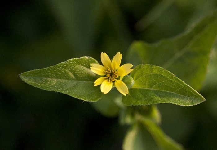 Calyptocarpus vialis
