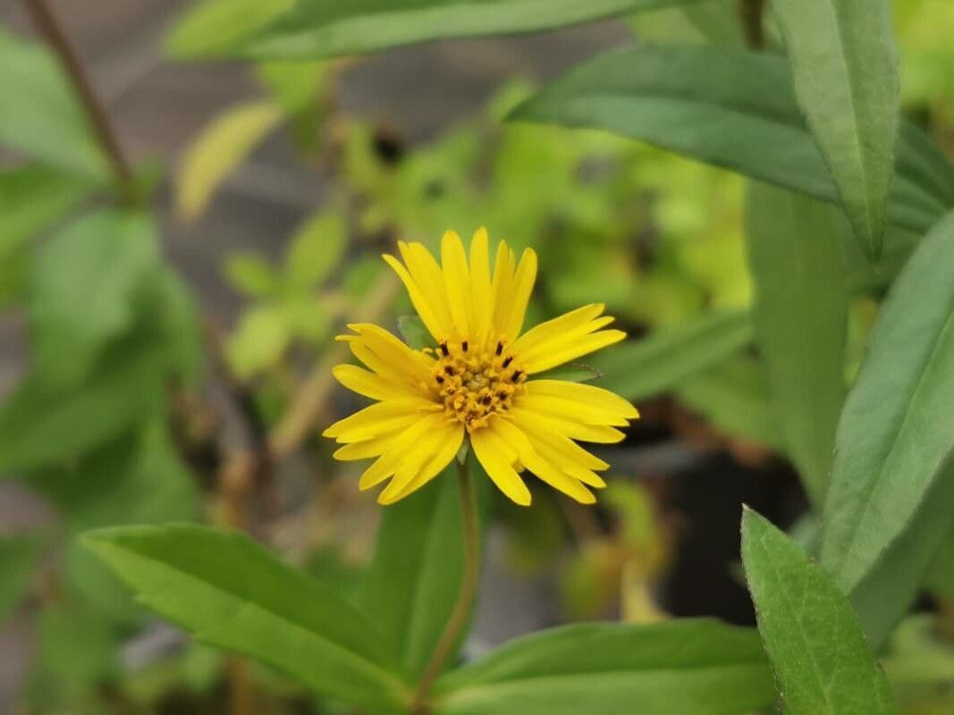 Sphagneticola 2