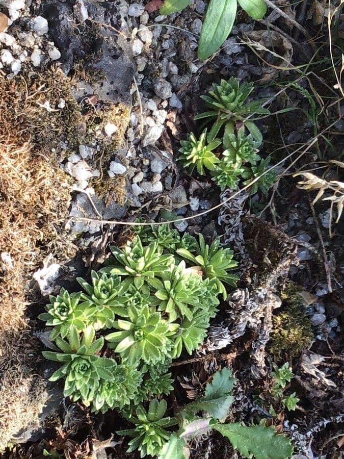 Saxifrage