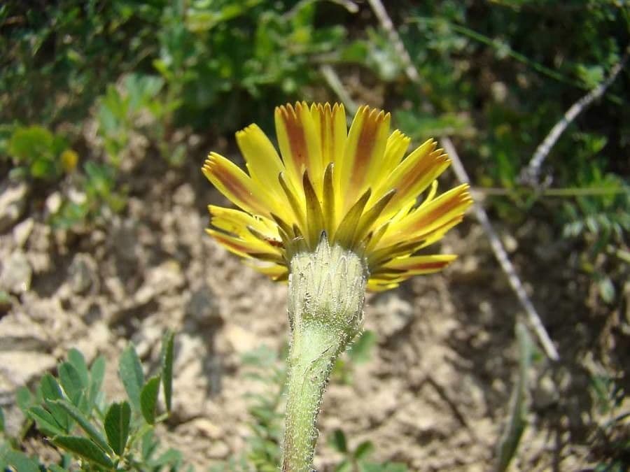 Dente di leone 4