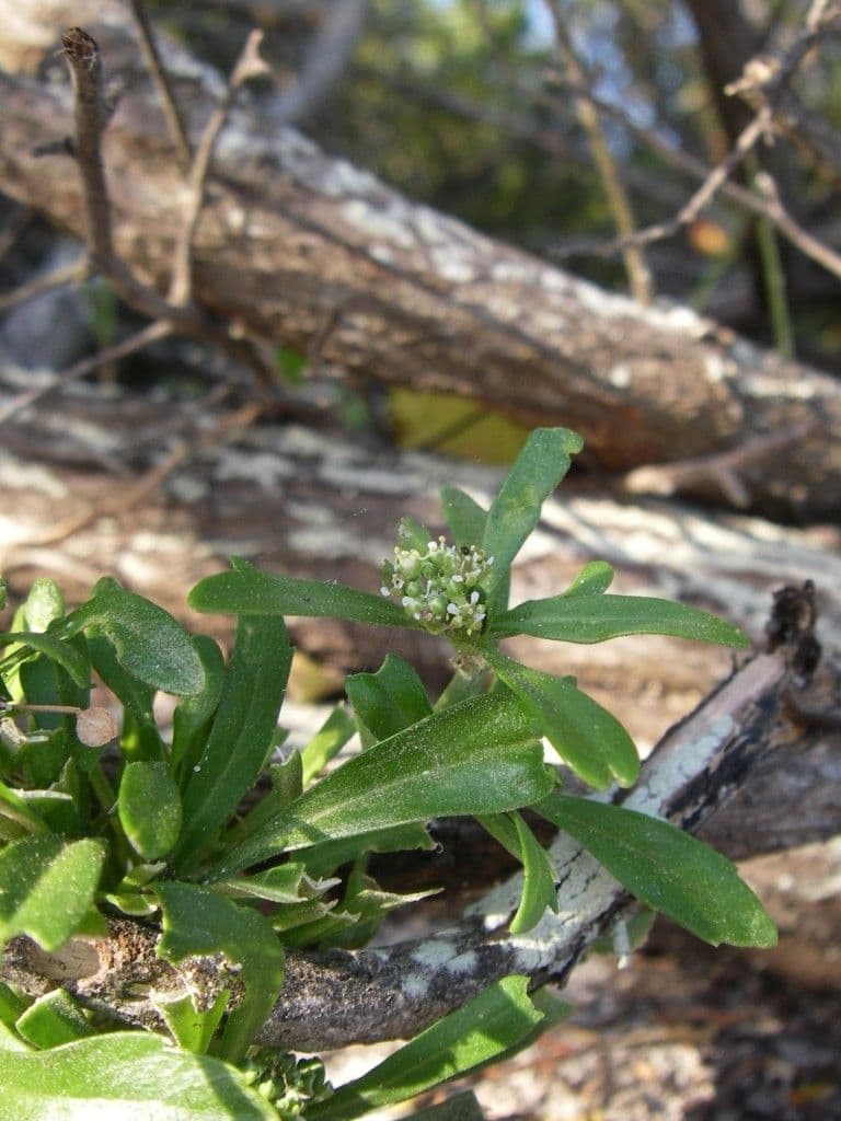 Lepidium 2